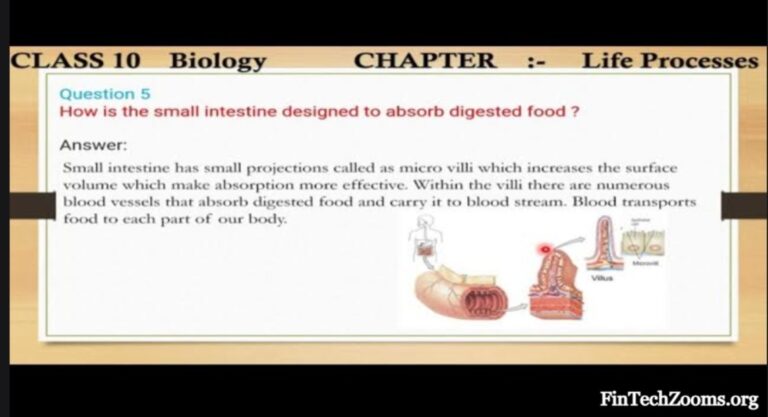 How Is the Small Intestine Designed to Absorb Digested Food?